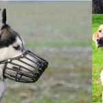 muzzle in dogs