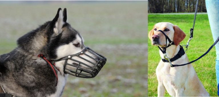 muzzle in dogs