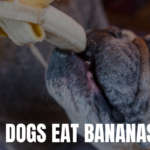 Can Dogs Eat Bananas