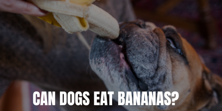 Can Dogs Eat Bananas