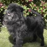 affenpinscher dog