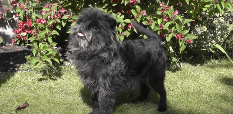 affenpinscher dog