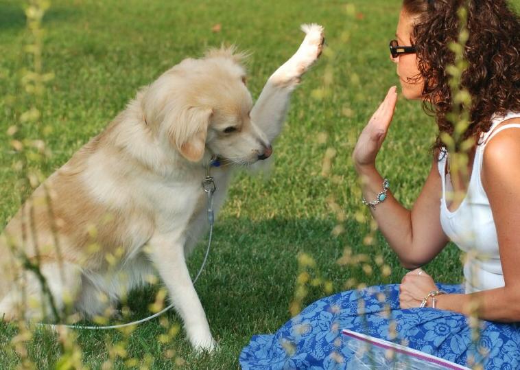 How to Teach a Puppy to High Five