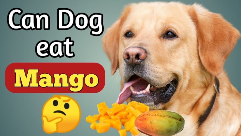 Can Dogs Eat Mango