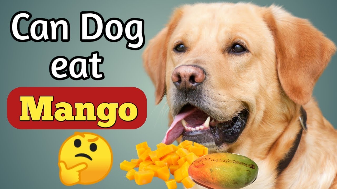 Can Dogs Eat Mango