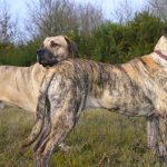 Uruguay Dog Breeds