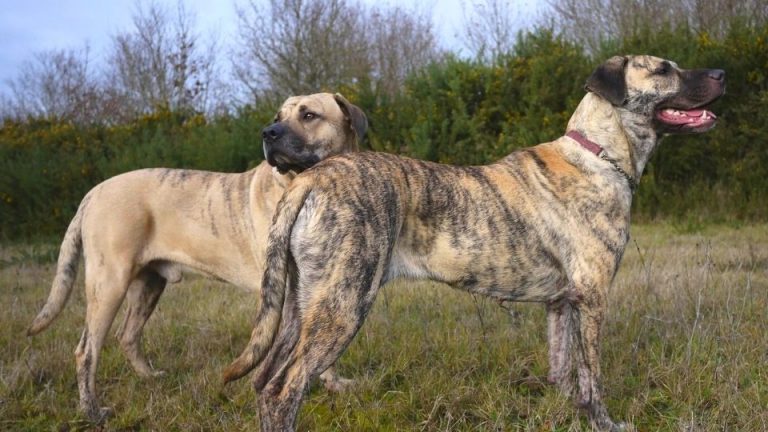 Uruguay Dog Breeds