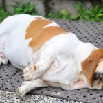 Obesity in Dogs
