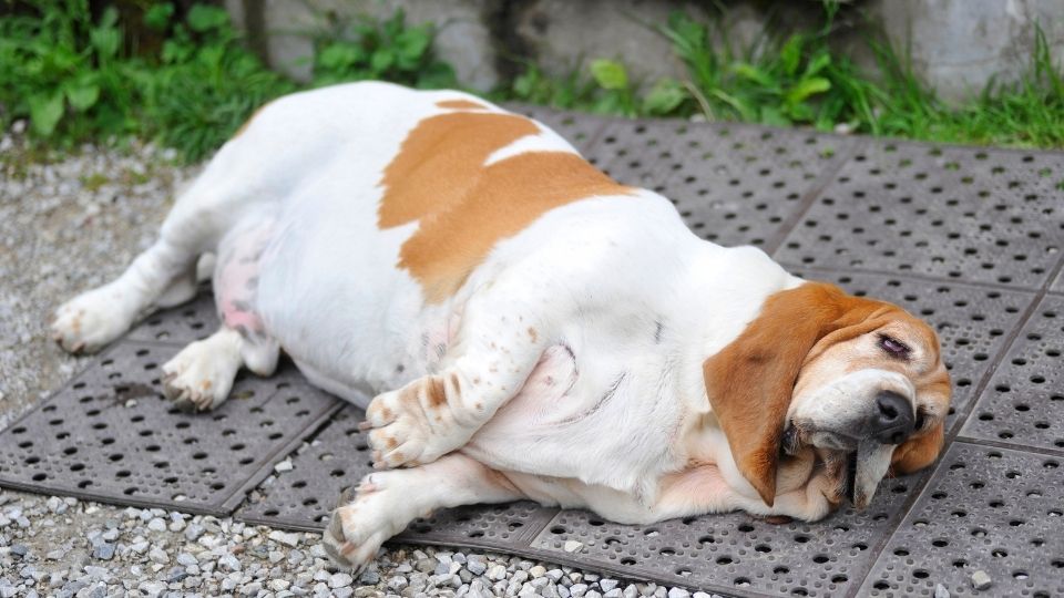 Obesity in Dogs