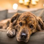 Hypothyroidism in Dogs