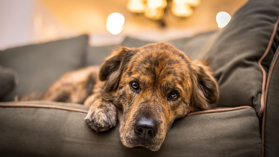 Hypothyroidism in Dogs