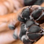 Dog Pads: Everything You Need to Know￼