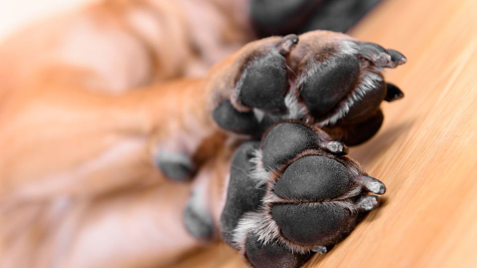 Dog Pads: Everything You Need to Know