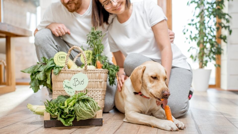 Can Dogs be Vegan or Vegetarian