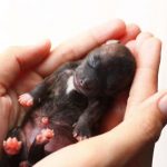 How to Feed an Orphaned Puppy