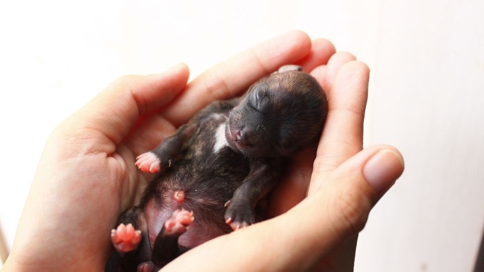 How to Feed an Orphaned Puppy