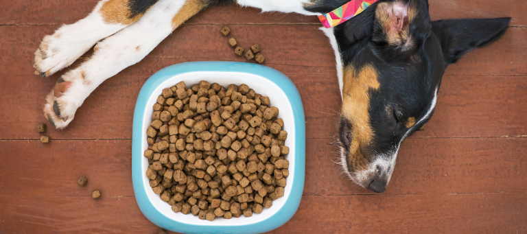 How to Choose the Best Food for Your Dog