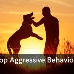 How to Stop Aggressive Behavior in Dogs