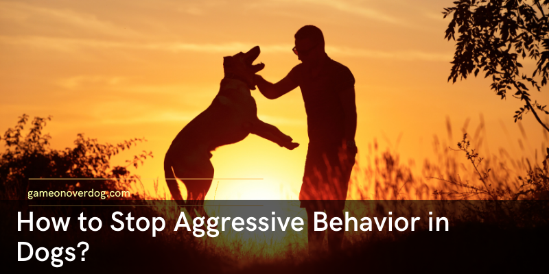 How to Stop Aggressive Behavior in Dogs
