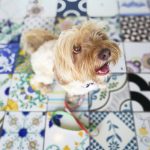 How to Teach a Dog to Sit and Stay