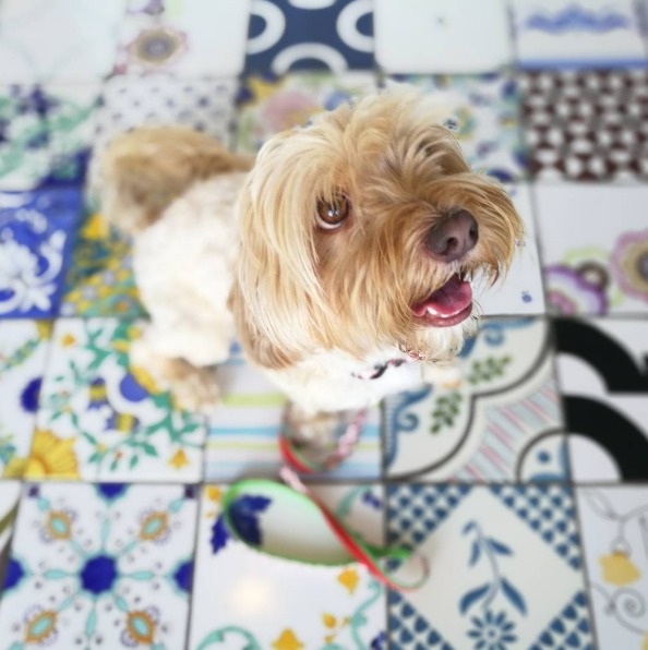 How to Teach a Dog to Sit and Stay