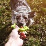 Playing with dogs