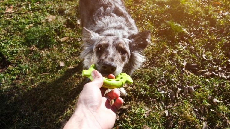 Playing with dogs