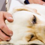 Osteosarcoma in Dogs