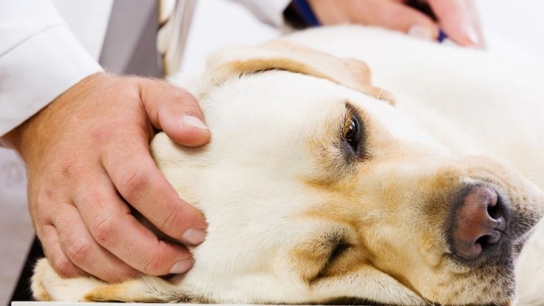 Osteosarcoma in Dogs