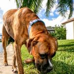 Why do Dogs Eat Poop