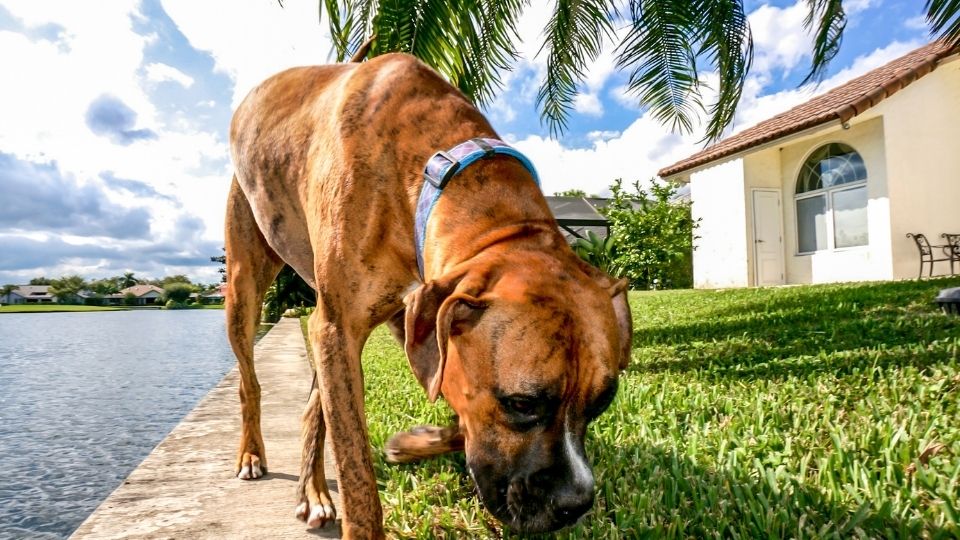 Why do Dogs Eat Poop