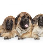 Mastiff Dog Breed