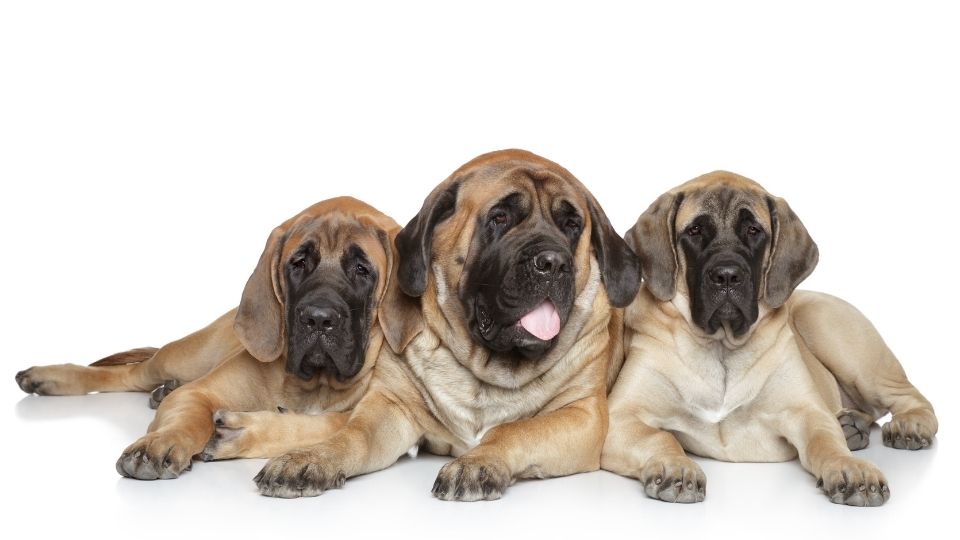 Mastiff Dog Breed