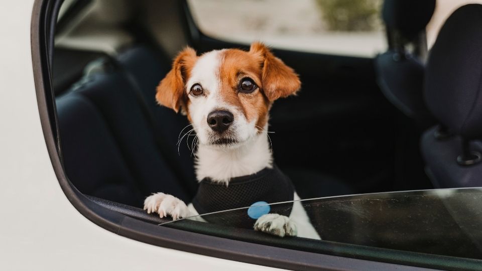 How to Transport a Dog in a Car Safely
