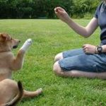 How to Teach a Puppy to Give Their Paw