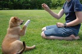 How to Teach a Puppy to Give Their Paw