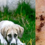 can dogs get lyme disease