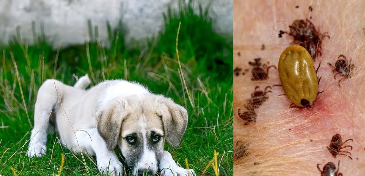 can dogs get lyme disease