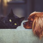 Can Cats and Dogs Coexist