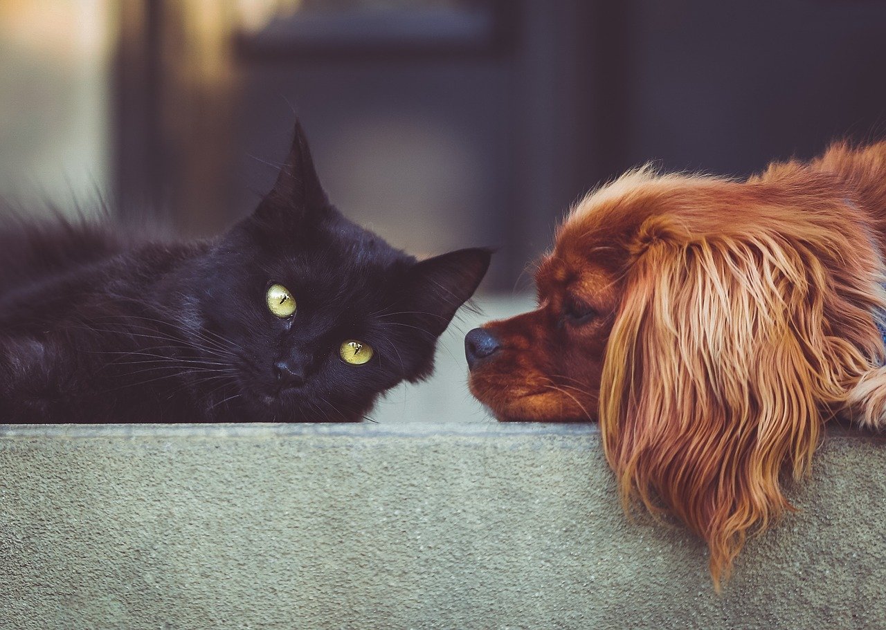 Can Cats and Dogs Coexist