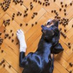 Hypoallergenic Foods for Dogs
