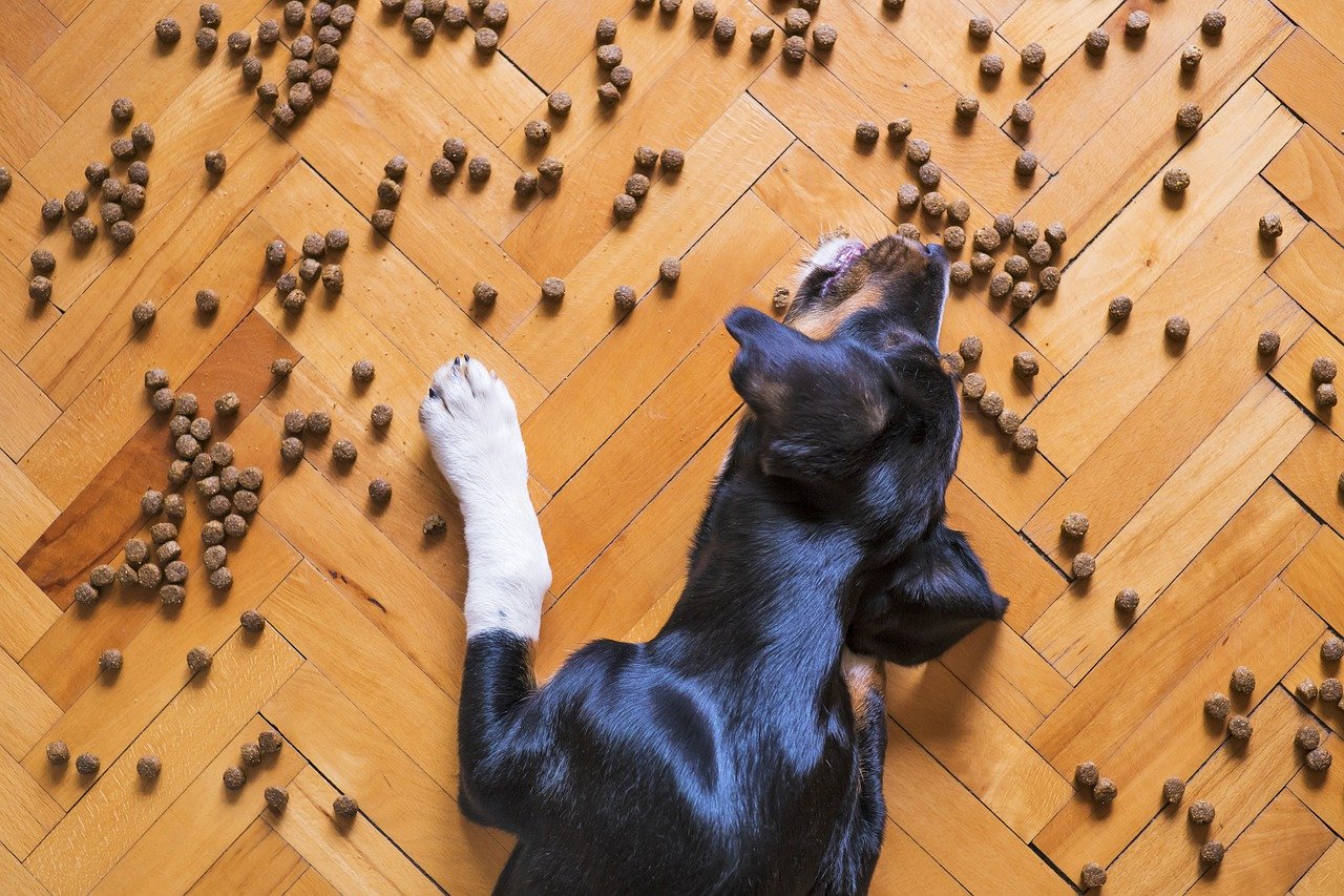 Hypoallergenic Foods for Dogs