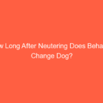How Long After Neutering Does Behavior Change Dog?