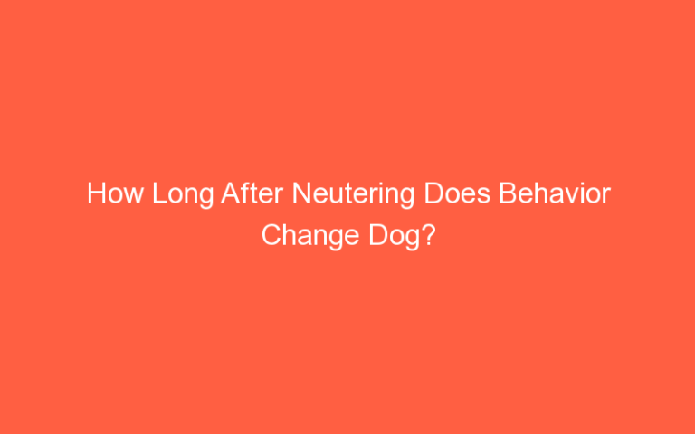 How Long After Neutering Does Behavior Change Dog?