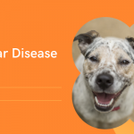 vestibular disease in dogs