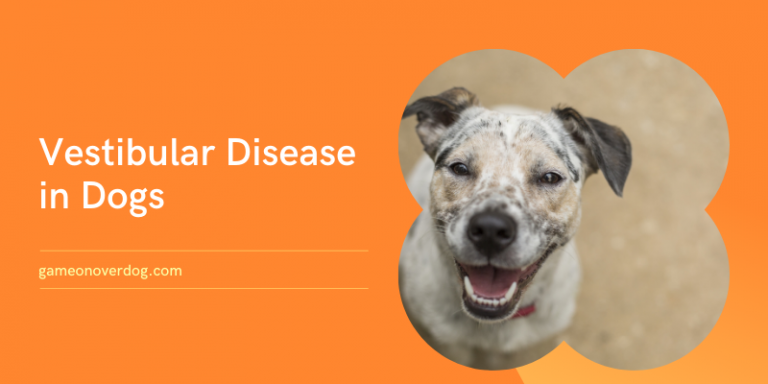 vestibular disease in dogs