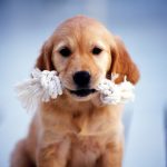 Fetch Training for Dogs