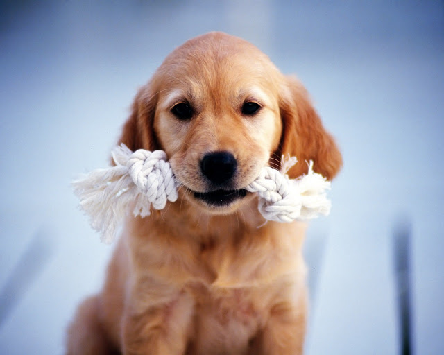 Fetch Training for Dogs