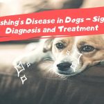 what is cushings disease in dogs