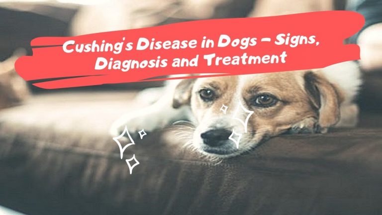 what is cushings disease in dogs